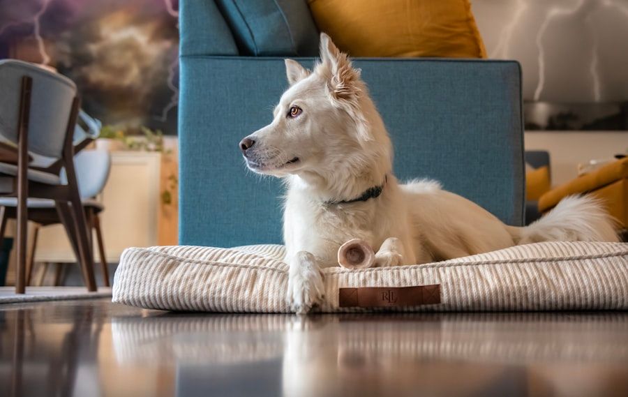 Dog Beds & Mats