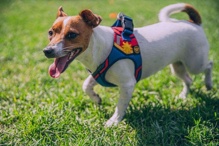 Dog Harnesses
