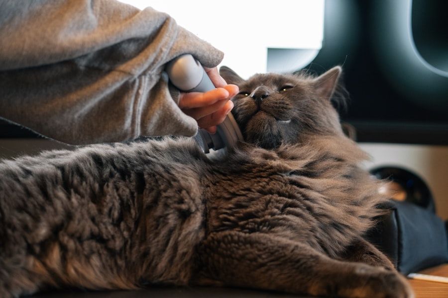 Cat Grooming