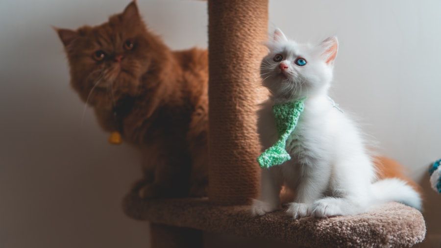 Cat Trees & Scratchers