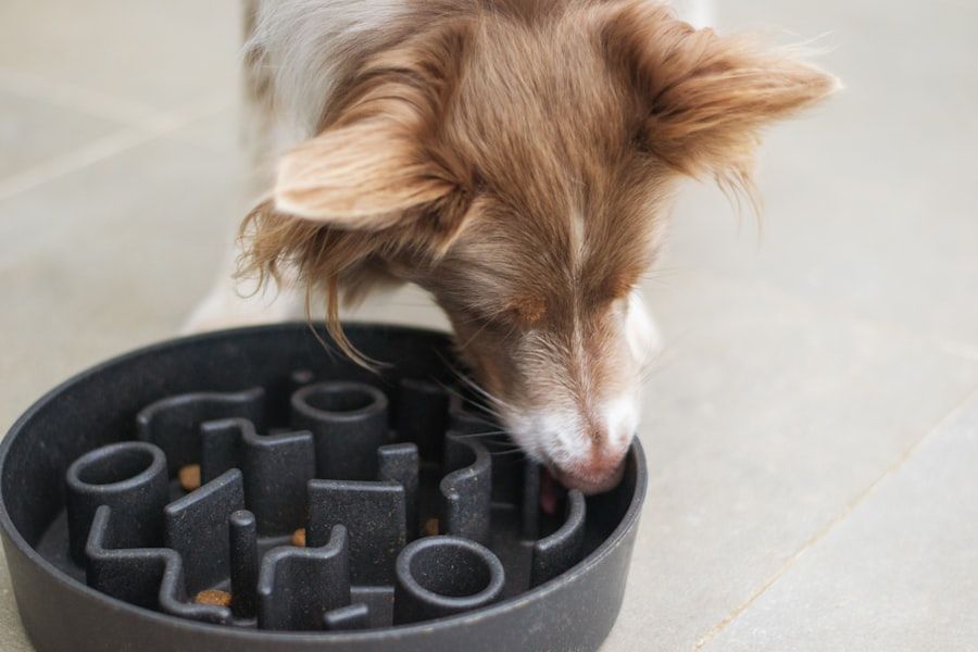 Dog Bowls & Feeders