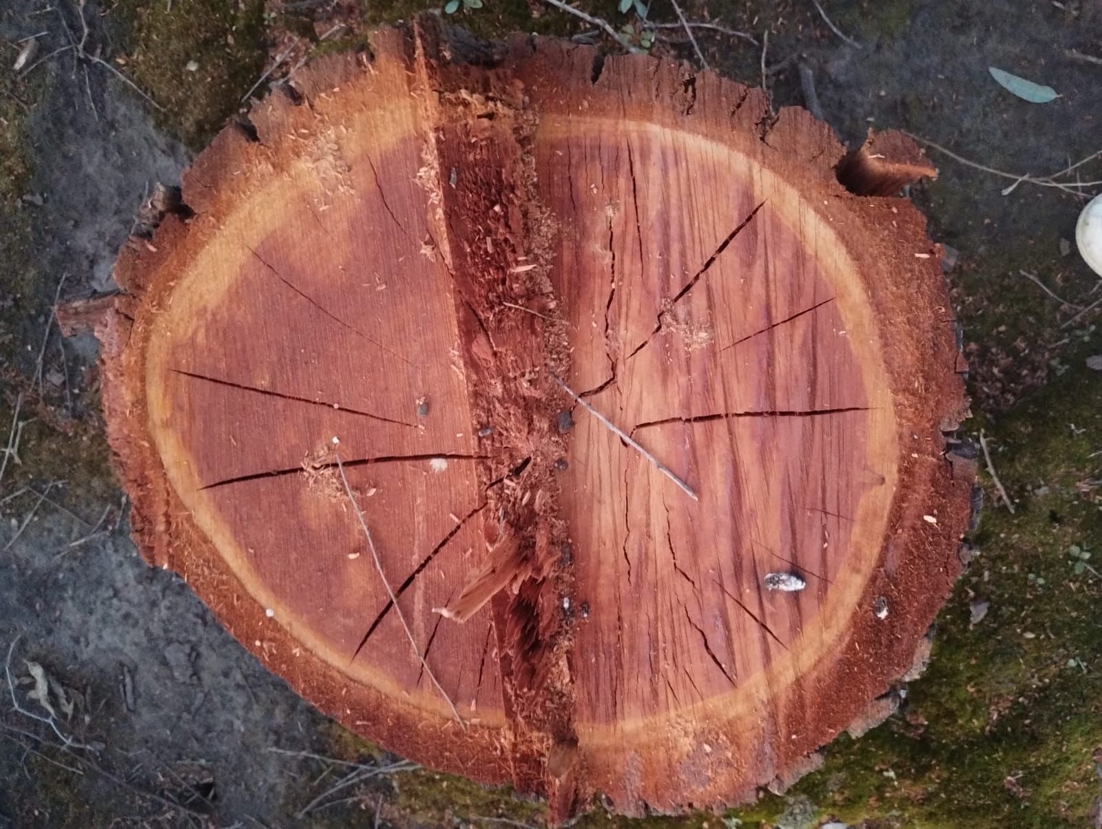 ¿Poda o tala? La defensa que choca con la realidad de los árboles caídos