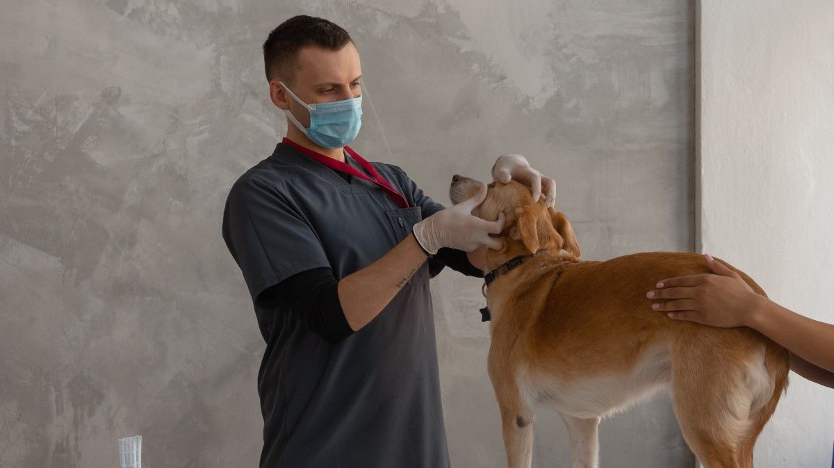 Un proyecto busca implementar guardias veterinarias de emergencia para mascotas