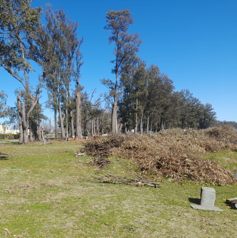 Concesiones con costo ambiental: 77 posibles árboles menos en la laguna