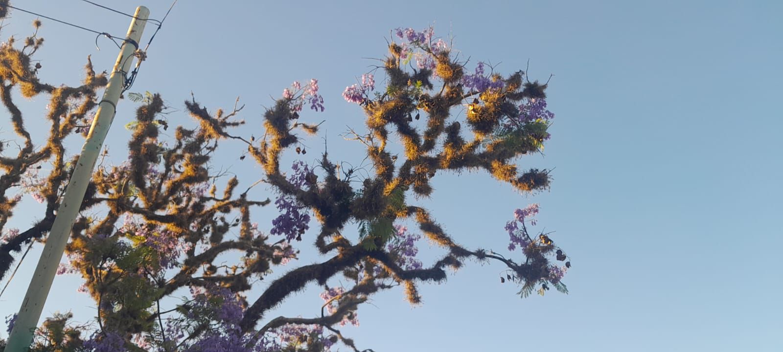 La muerte inminente de los jacarandás montenses 