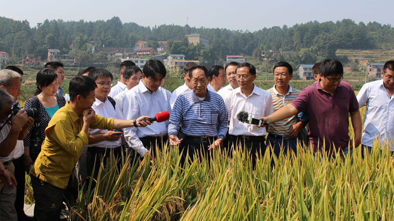 El dueño del arroz: "Yuan Longping"