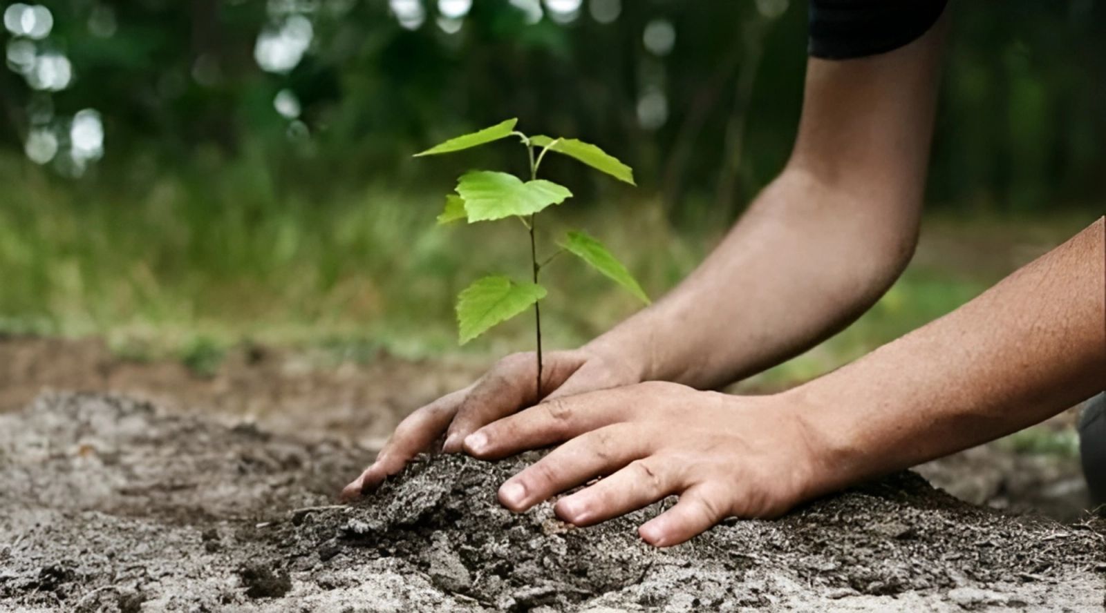 Un bebé, un árbol para Monte