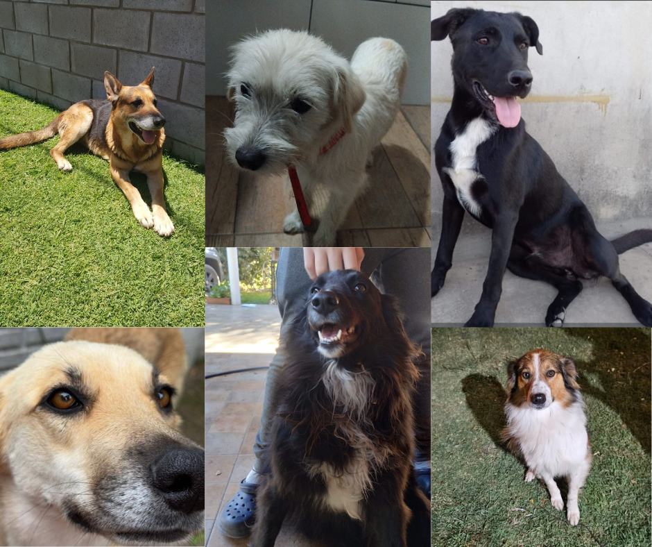 Alarma por más 60 perros perdidos en Monte: pirotecnia, descuidos y falta de responsabilidad