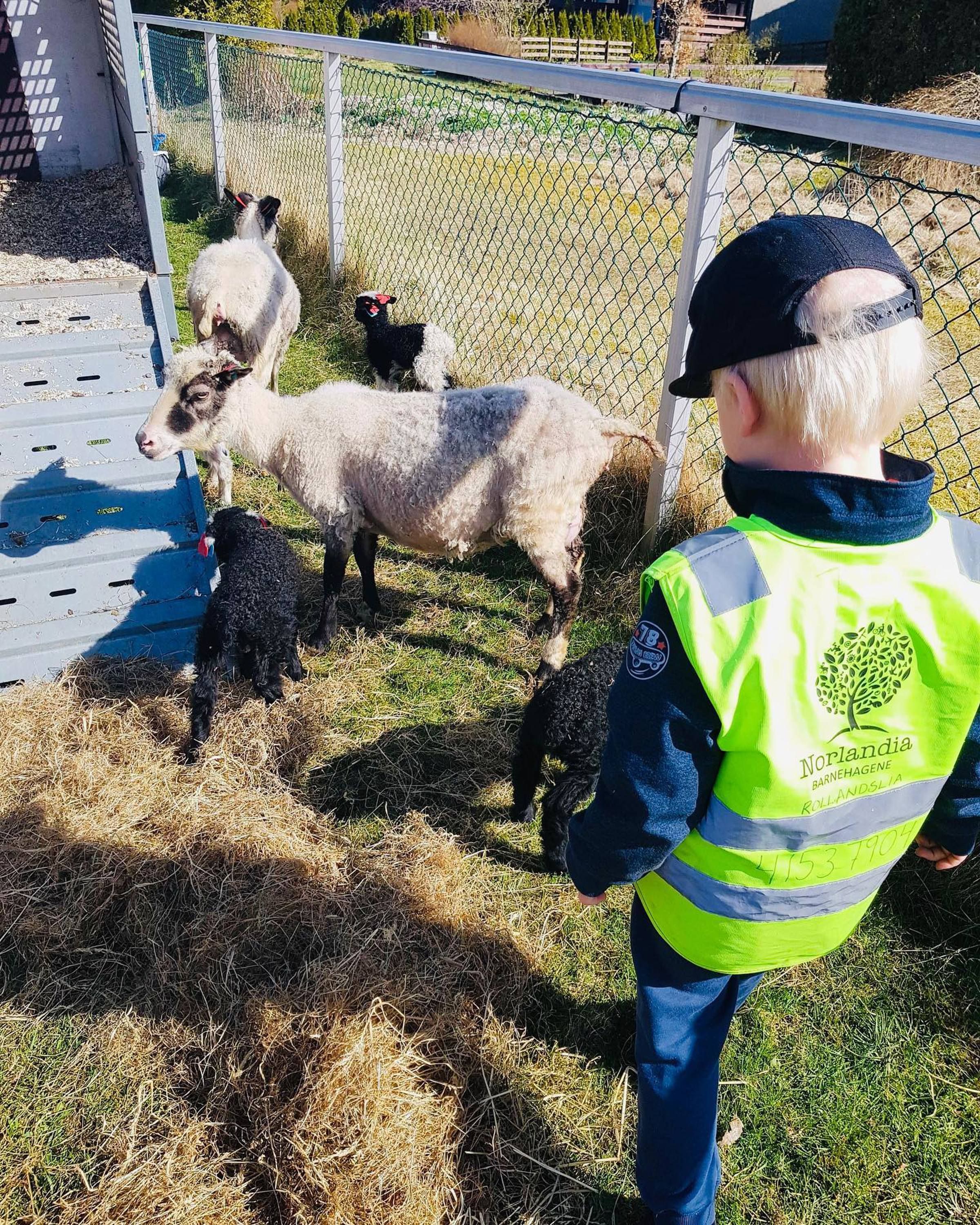 Våren er her og det yrer av liv i alle kriker og kroker. Kalver, lam og småfugler kommer til verden, og hos Norlandia Rollandslia barnehage har de for andre året på rad, fått besøk av lam i barnehagen.