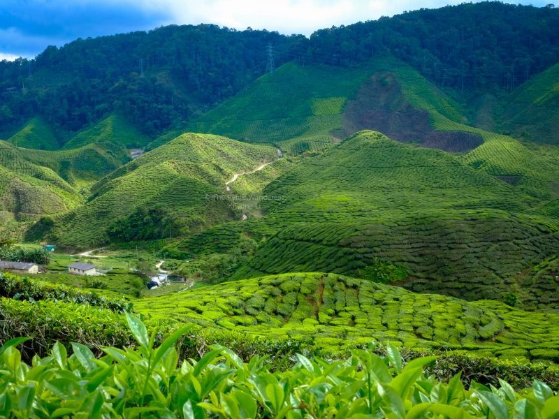 3D2N Cameron Highland Relaxation Escape