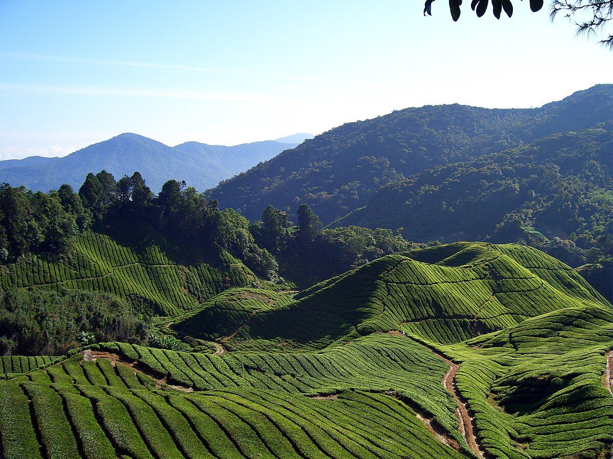 3D2N Cameron Highland Relaxation Escape