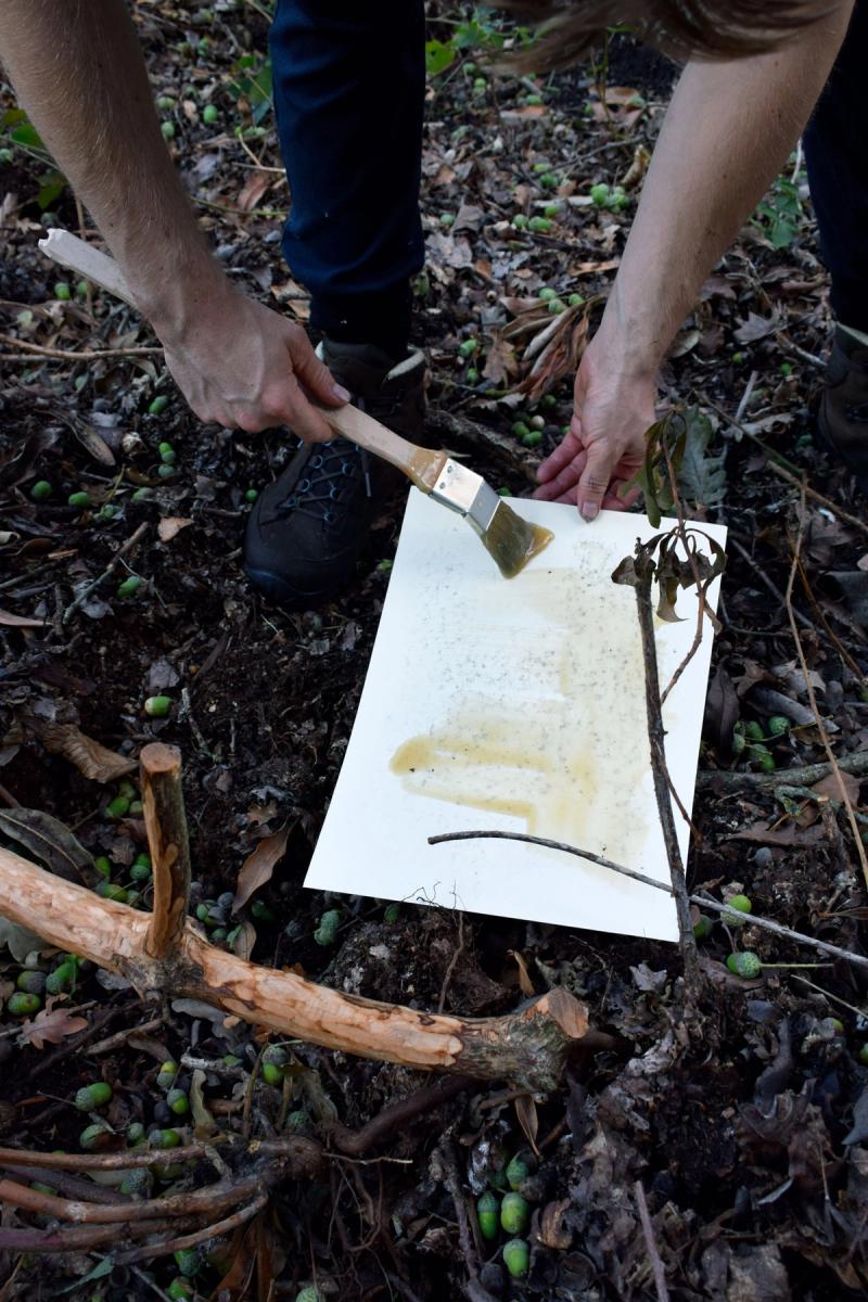 Image from project Waldeinsamkeit