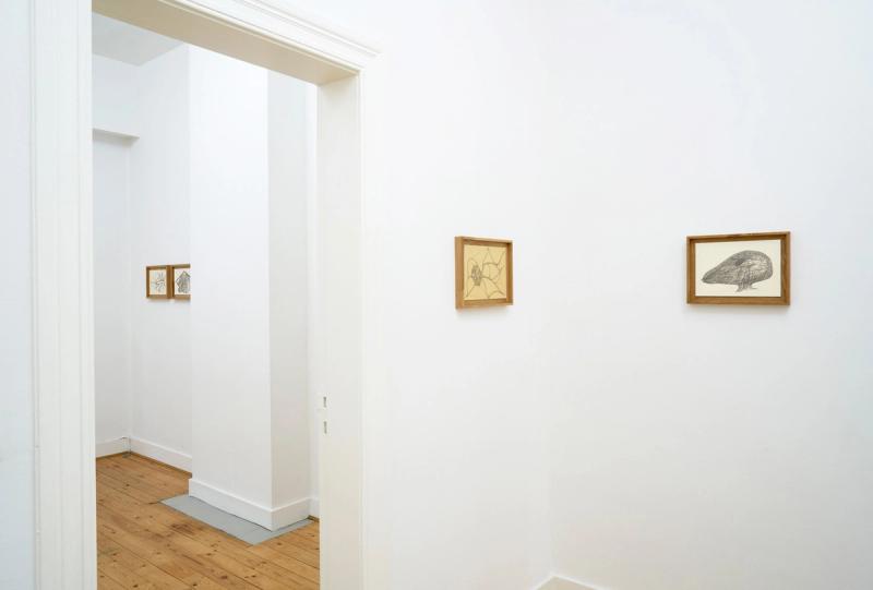 Image from project Fontanelle