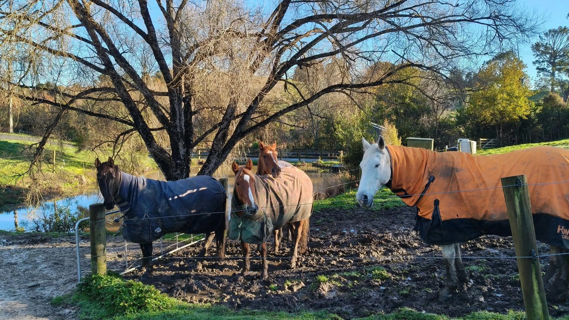 Auckland Equestrian Centre, Albany