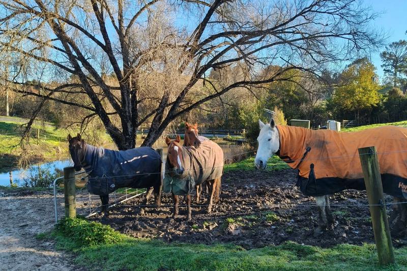 Auckland Equestrian Centre