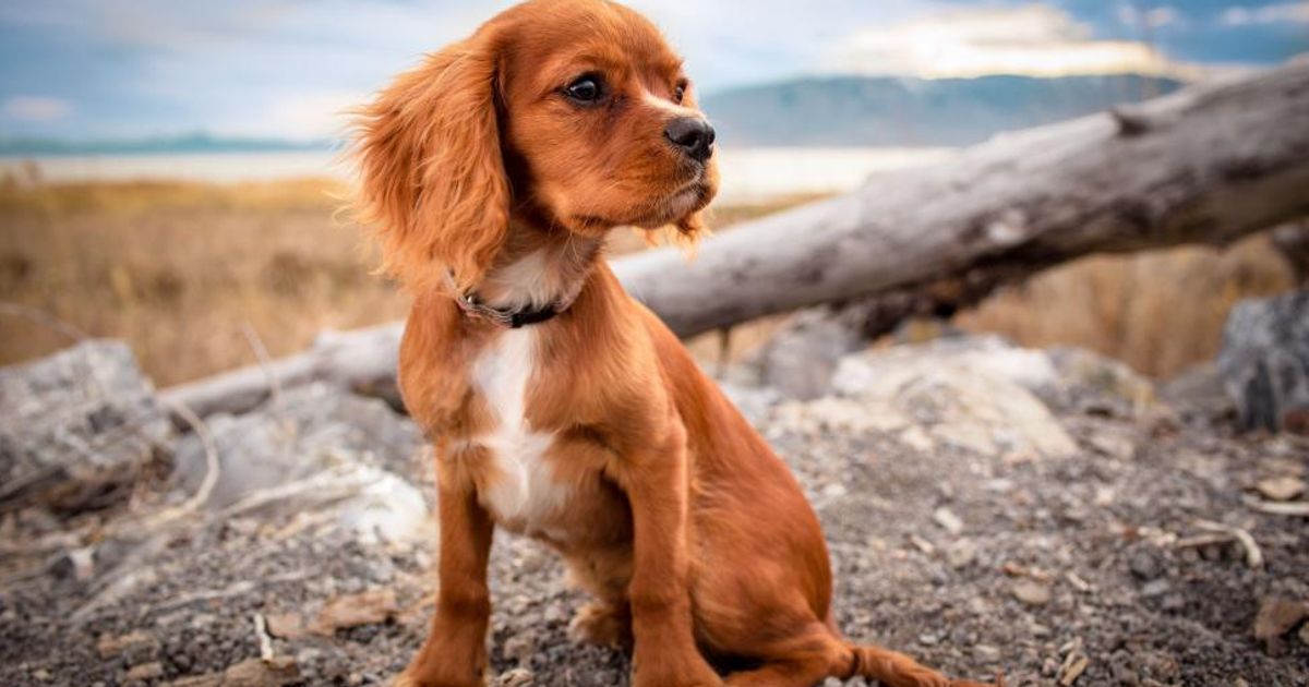 Doggie Day Out