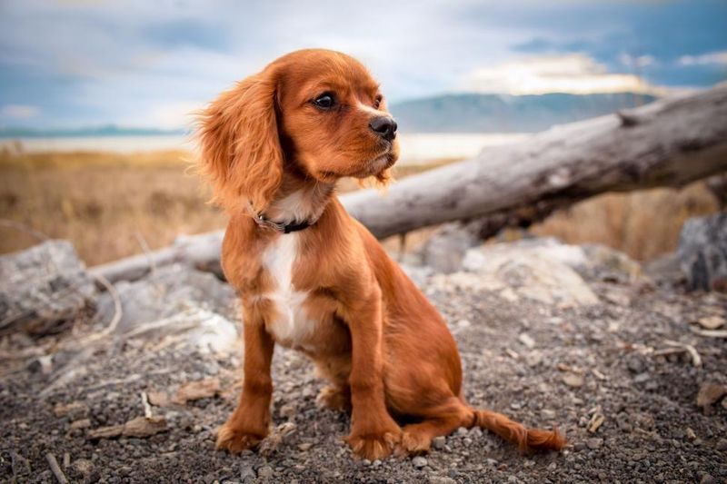 Doggie Day Out