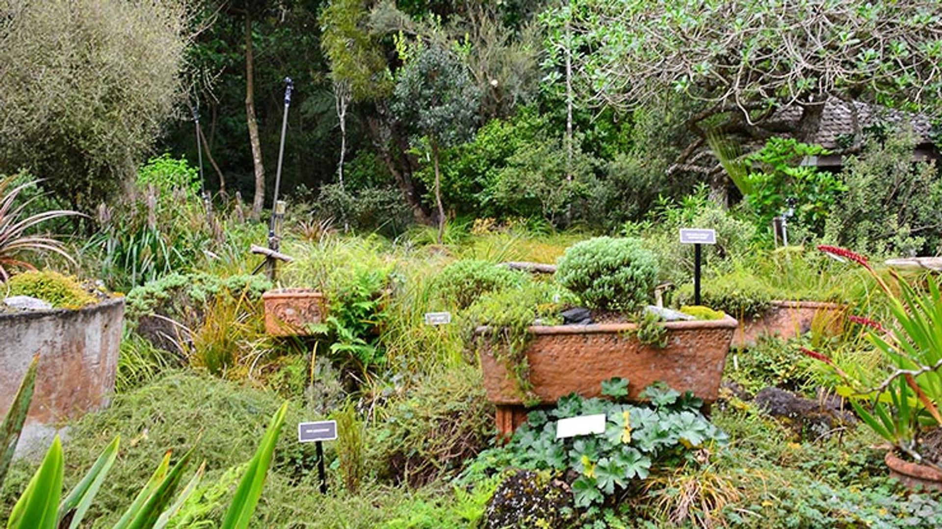 Fernglen Native Plant Gardens, Birkenhead