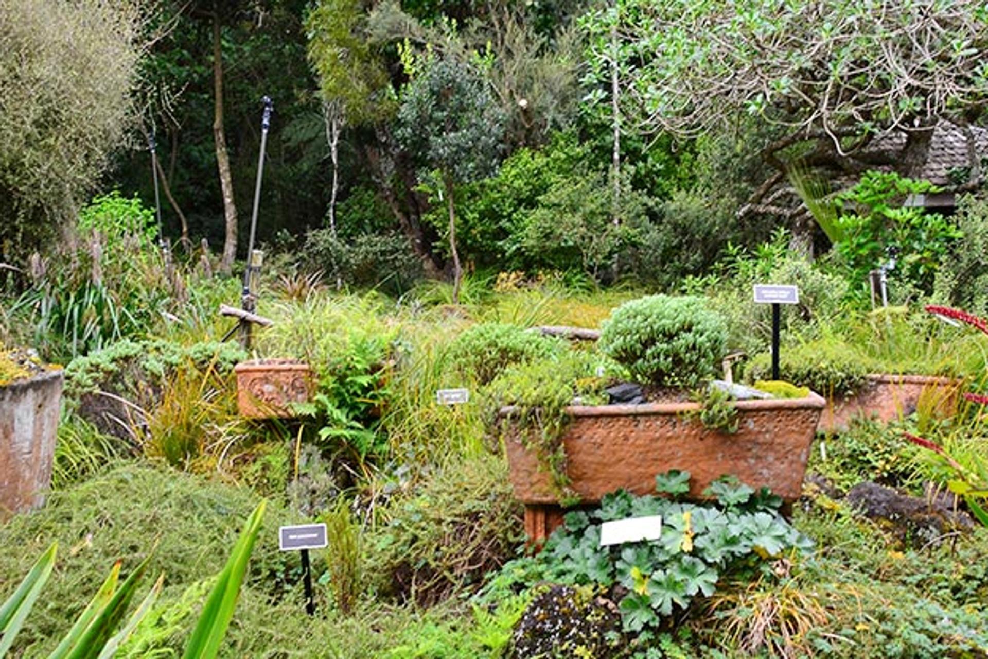 Fernglen Native Plant Gardens, Birkenhead