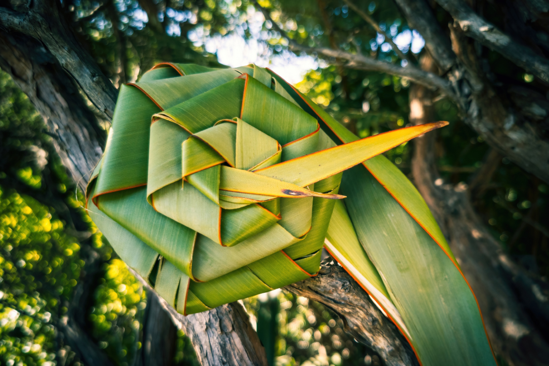 Raranga Harakeke: Flax Weaving Workshop, Whangaparāoa
