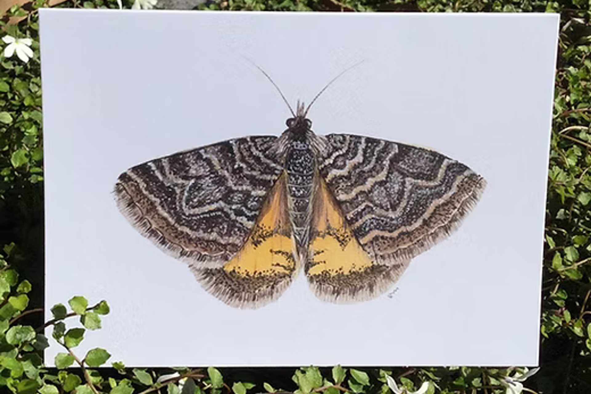 Drawing Real Animals with Sandra Morris, Kohimarama