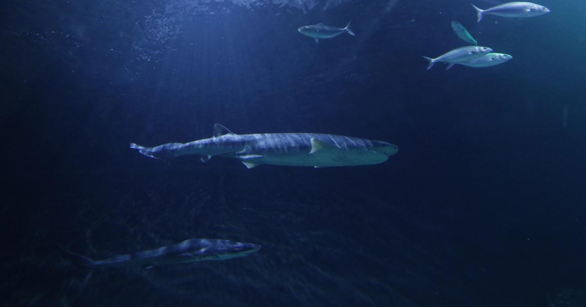 Discover Sharklife at SEA LIFE Kelly Tarlton’s Aquarium