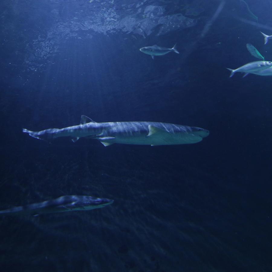 Discover Sharklife at SEA LIFE Kelly Tarlton’s Aquarium