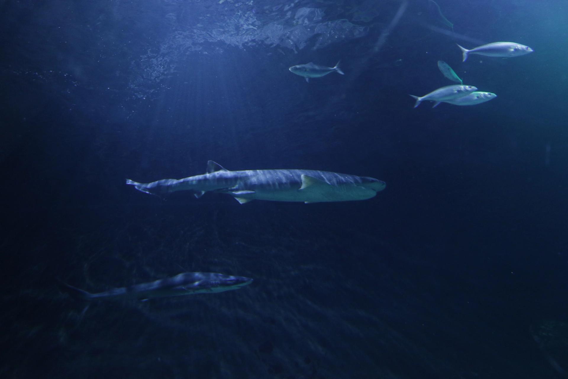 Discover Sharklife at SEA LIFE Kelly Tarlton’s Aquarium, Ōrākei