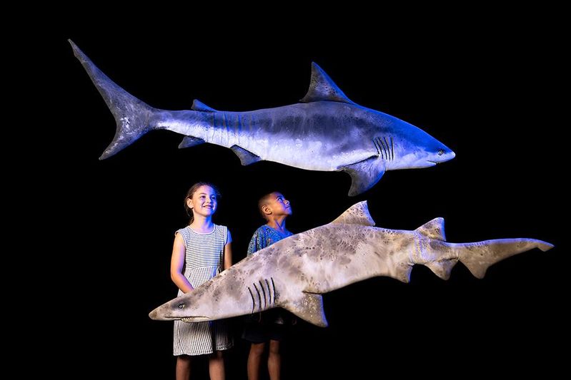 Sharks Auckland Museum Exhibition