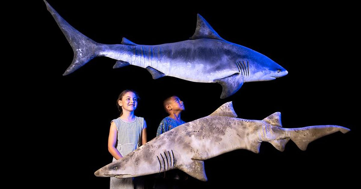 Sharks Auckland Museum Exhibition