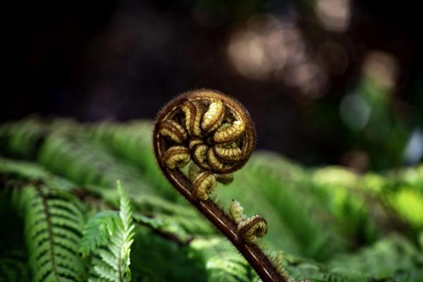 Kōrero Mai te reo: Māori weekly conversation group