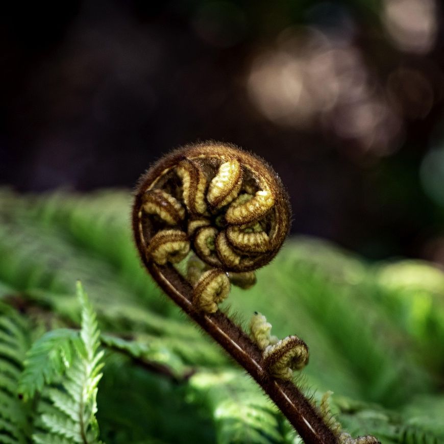 Kōrero Mai te reo: Māori weekly conversation group