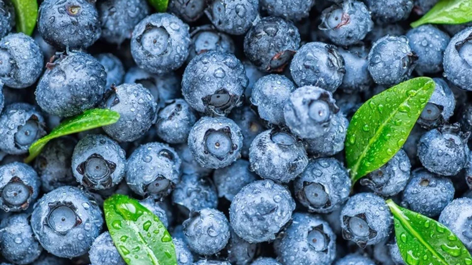 Pleasant Valley Blueberries, Manukau Heads