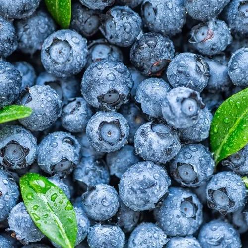Pleasant Valley Blueberries