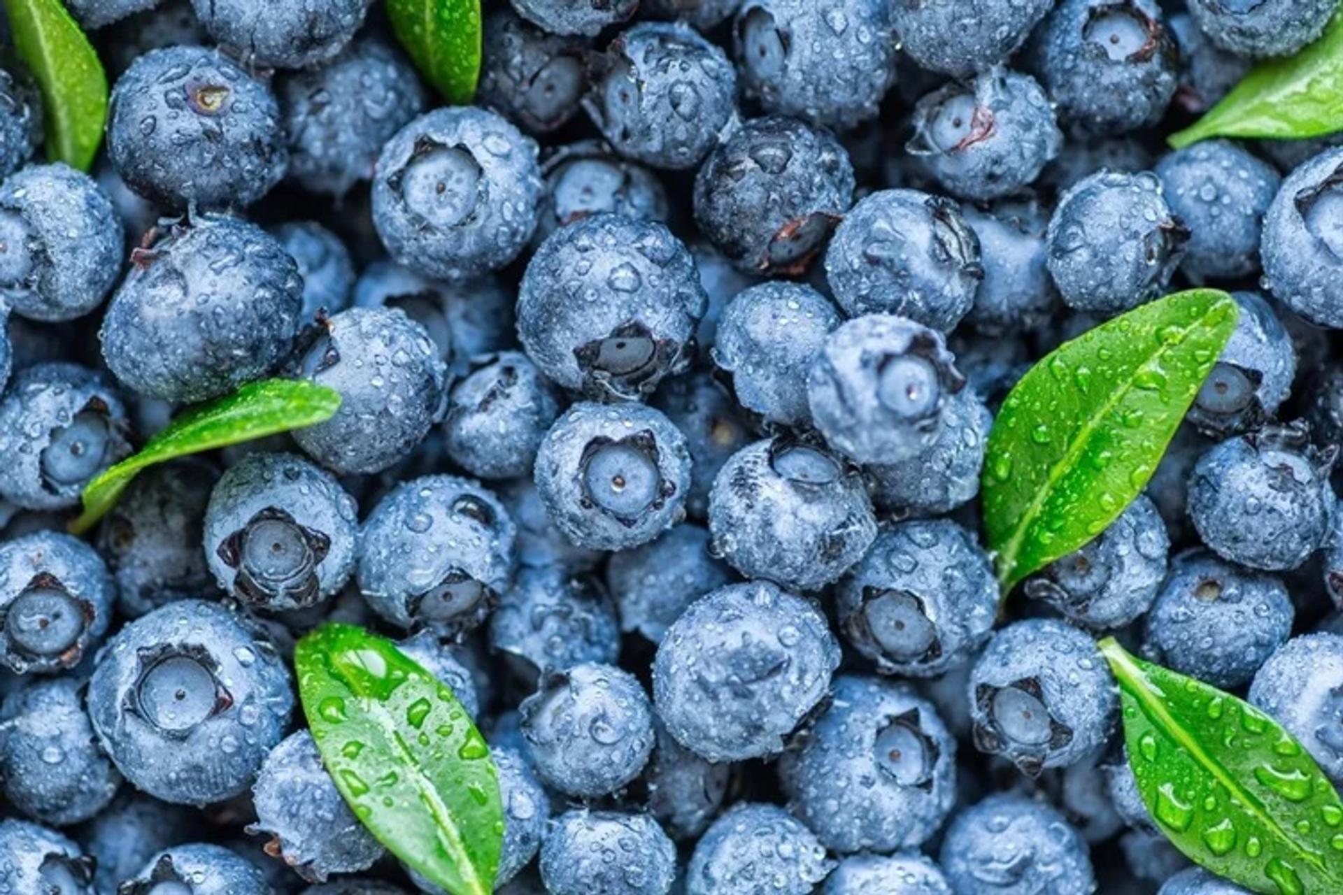 Pleasant Valley Blueberries, Manukau Heads