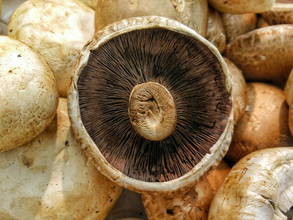 Auckland Mushroom Festival