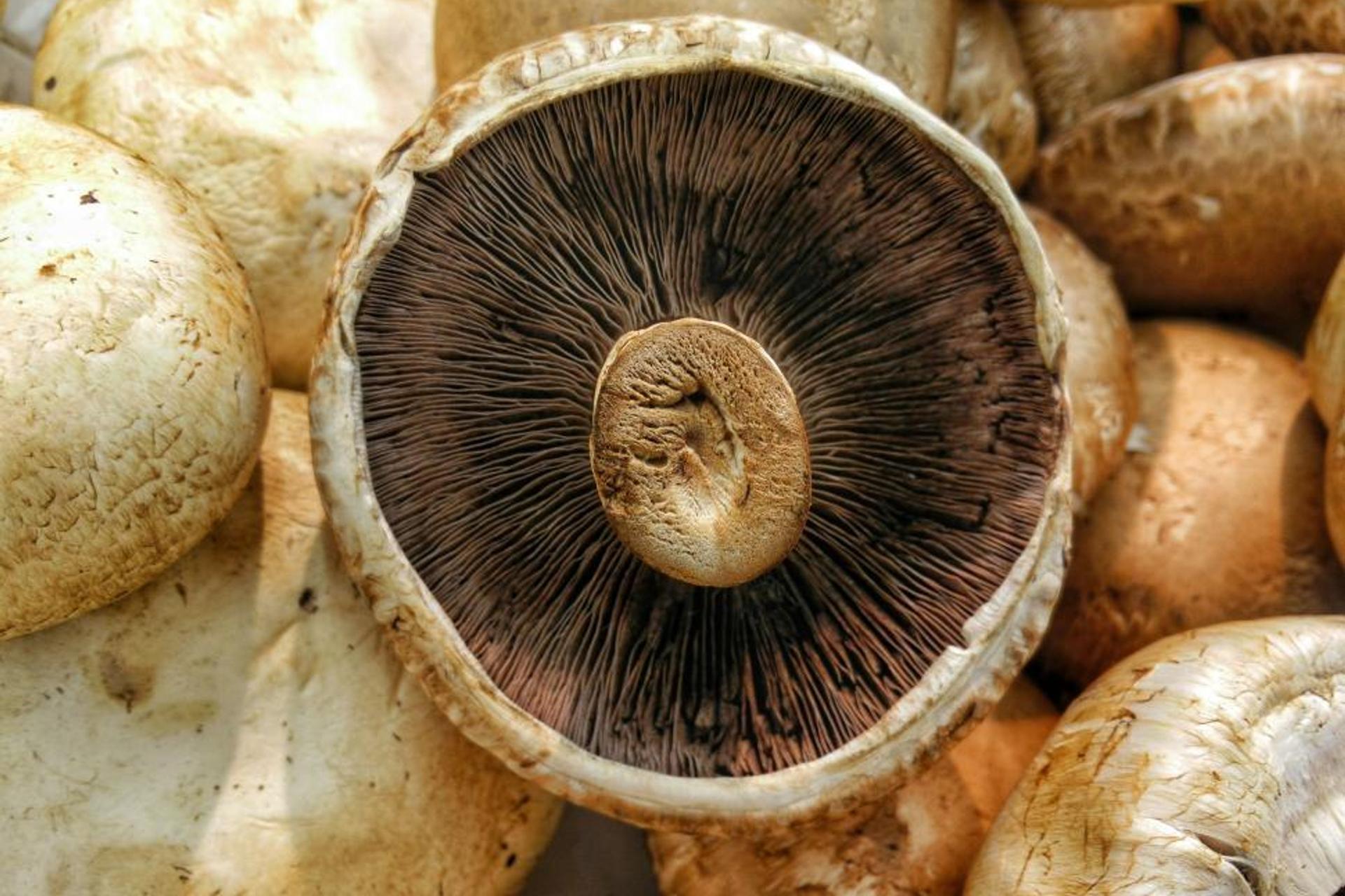 Auckland Mushroom Festival, Auckland CBD