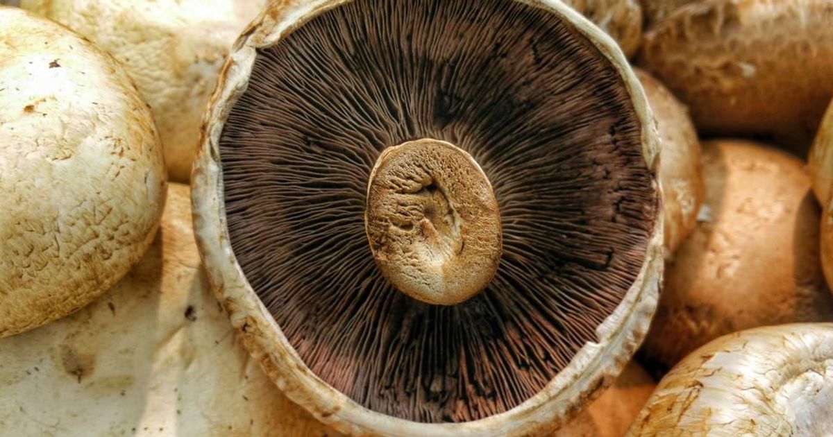 Auckland Mushroom Festival