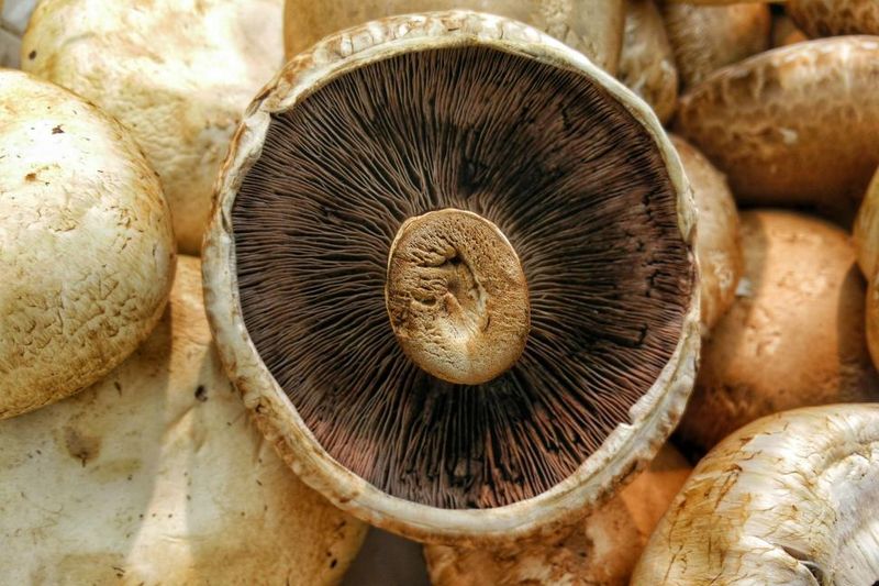 Auckland Mushroom Festival