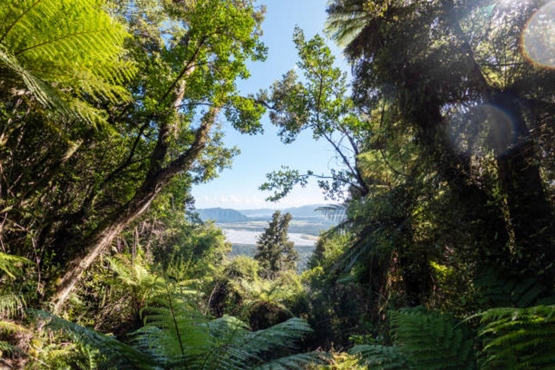 Promises to Papatūānuku, Te Atatū