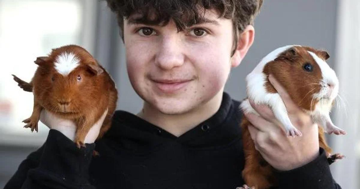 Guienea Pig Mega Pet Show