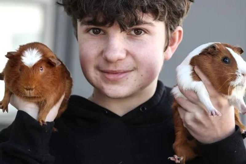 Guienea Pig Mega Pet Show