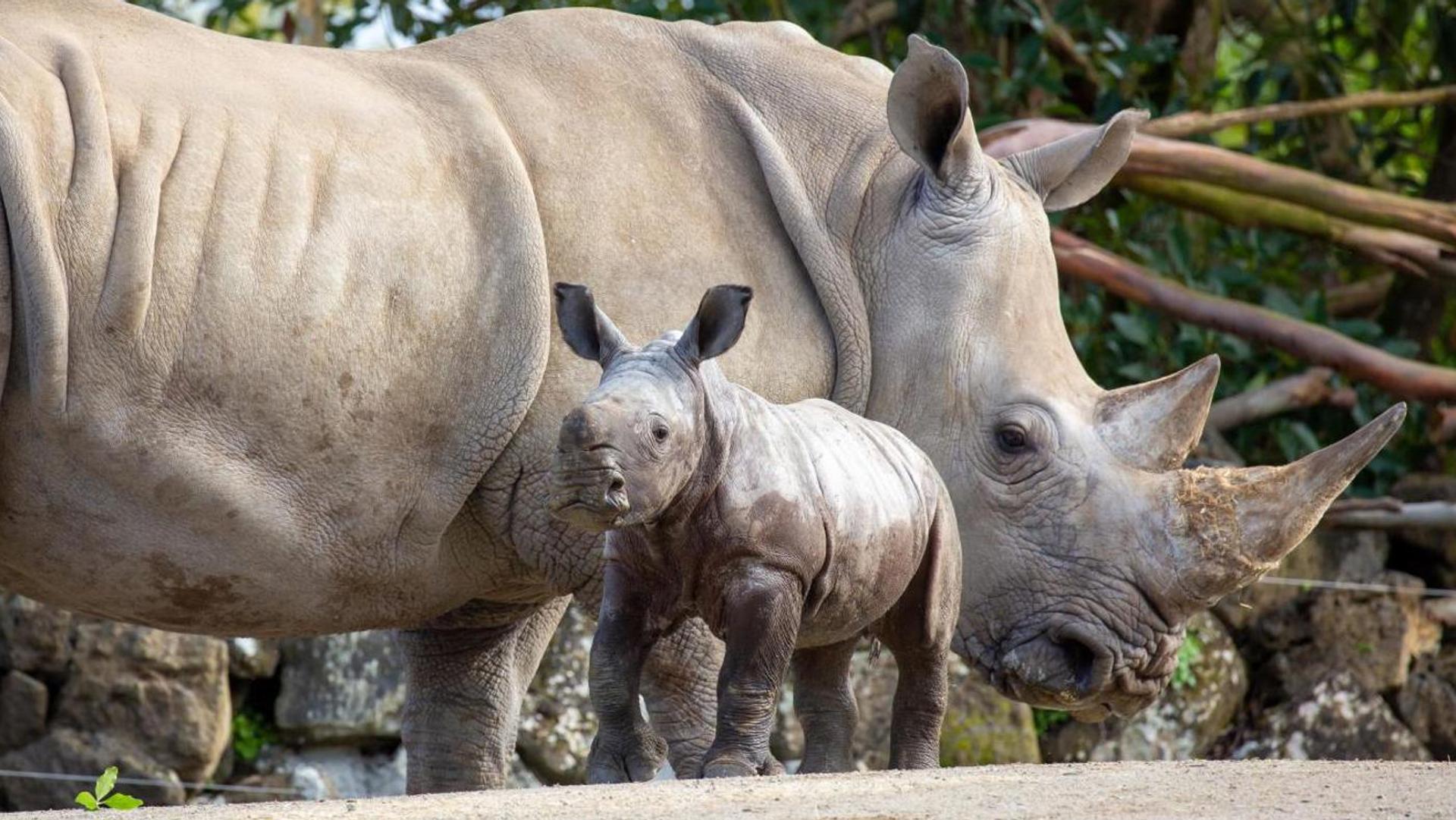 Auckland Zoo, Western Springs