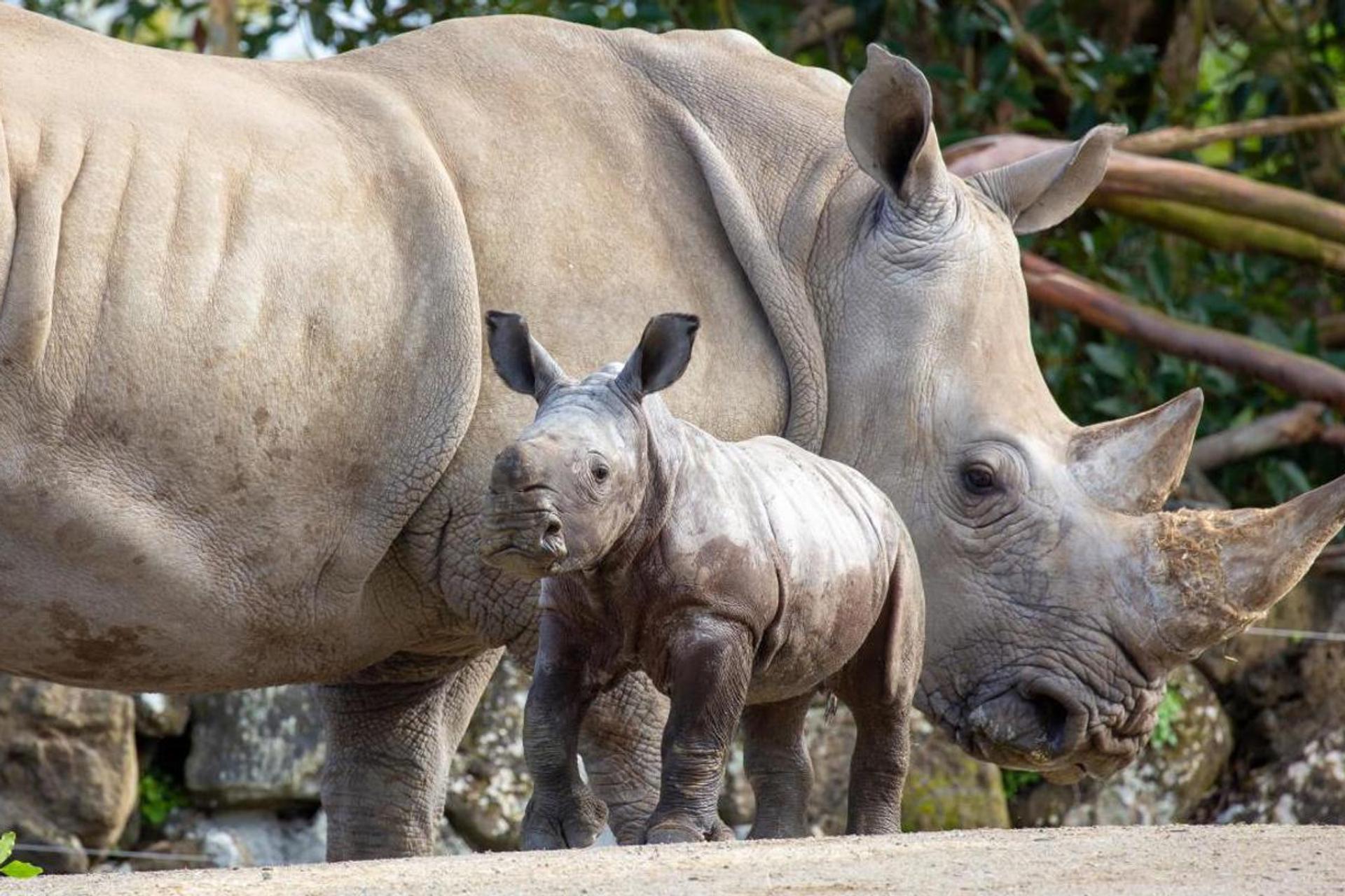 Auckland Zoo, Western Springs
