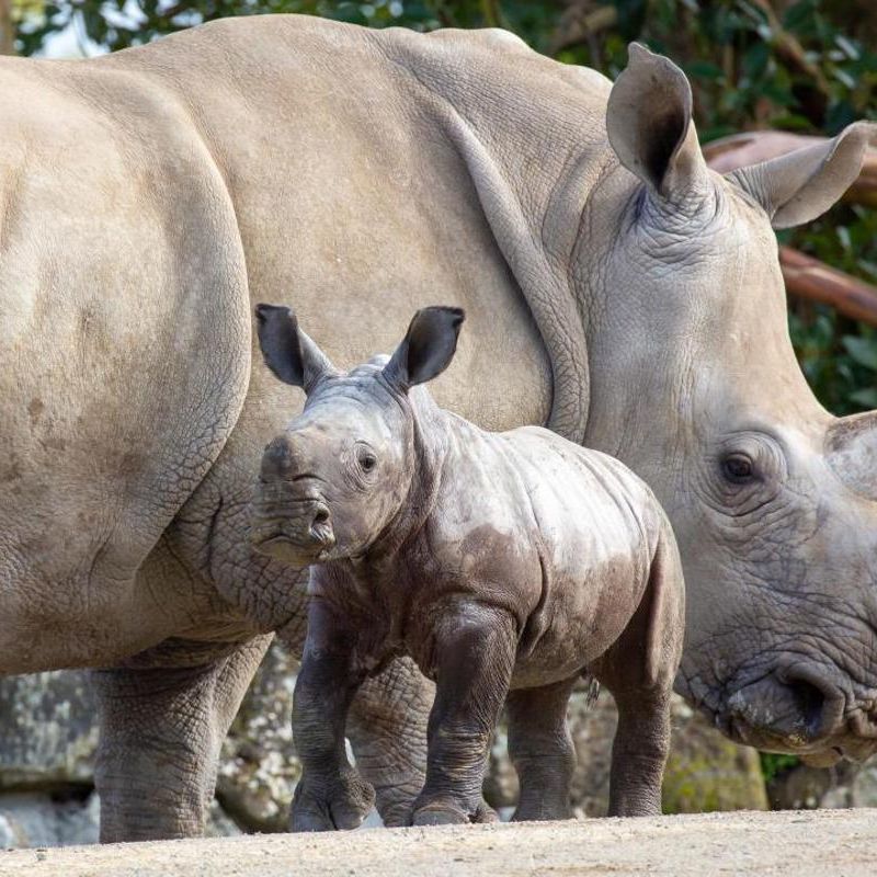 Auckland Zoo