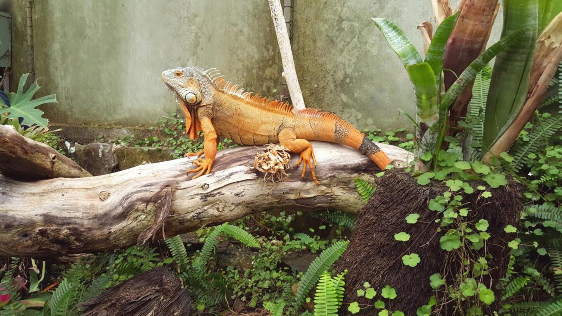 Ti Point Reptile Park, Leigh
