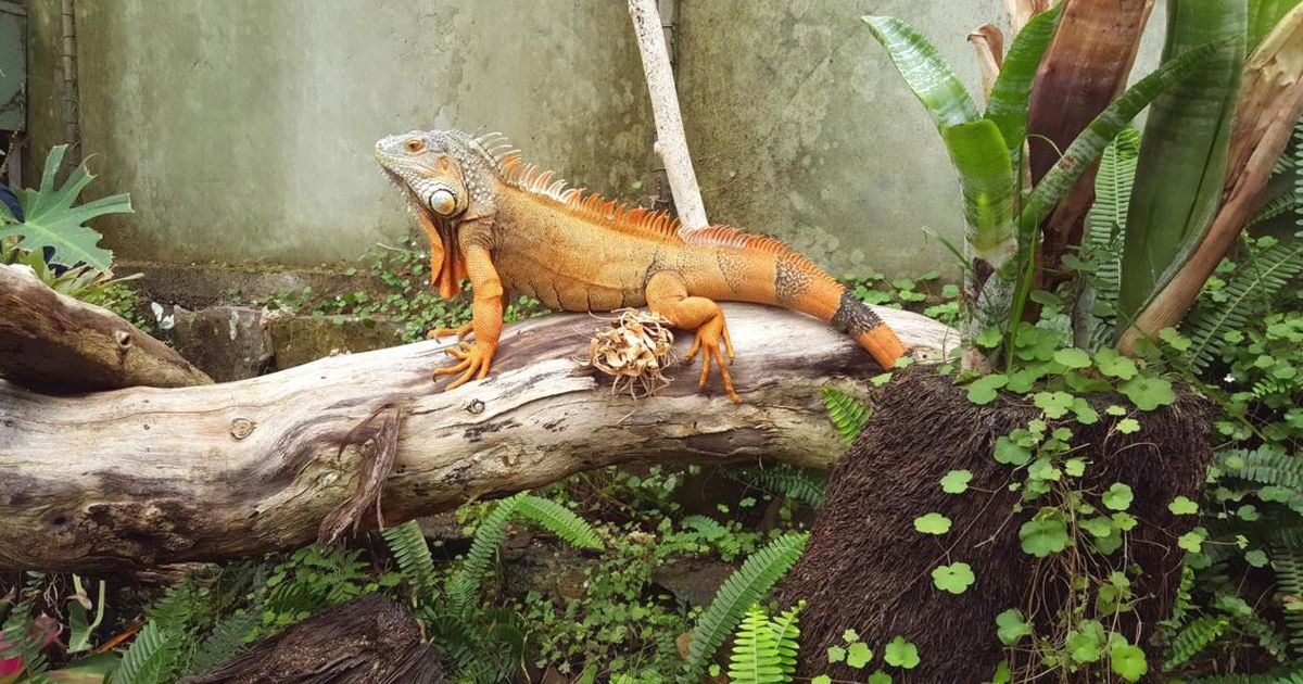 Ti Point Reptile Park