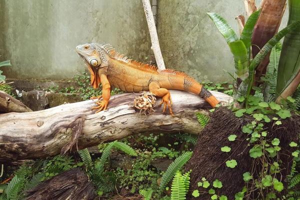 Ti Point Reptile Park
