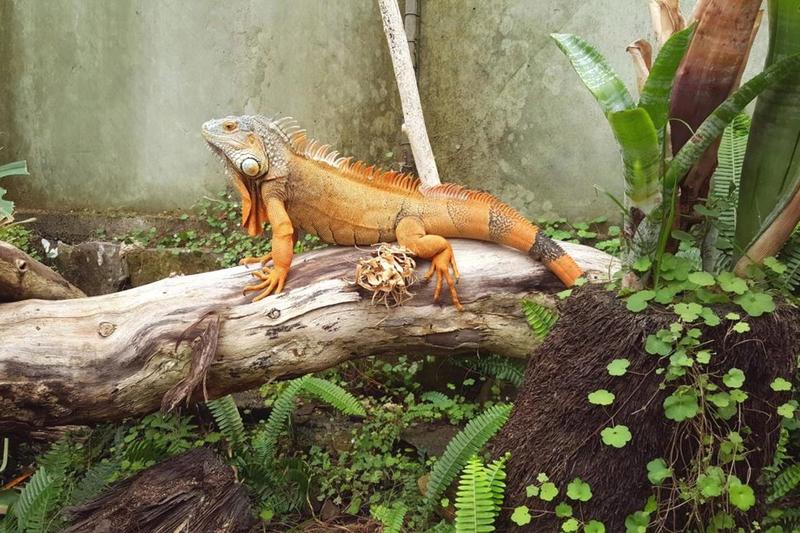 Ti Point Reptile Park