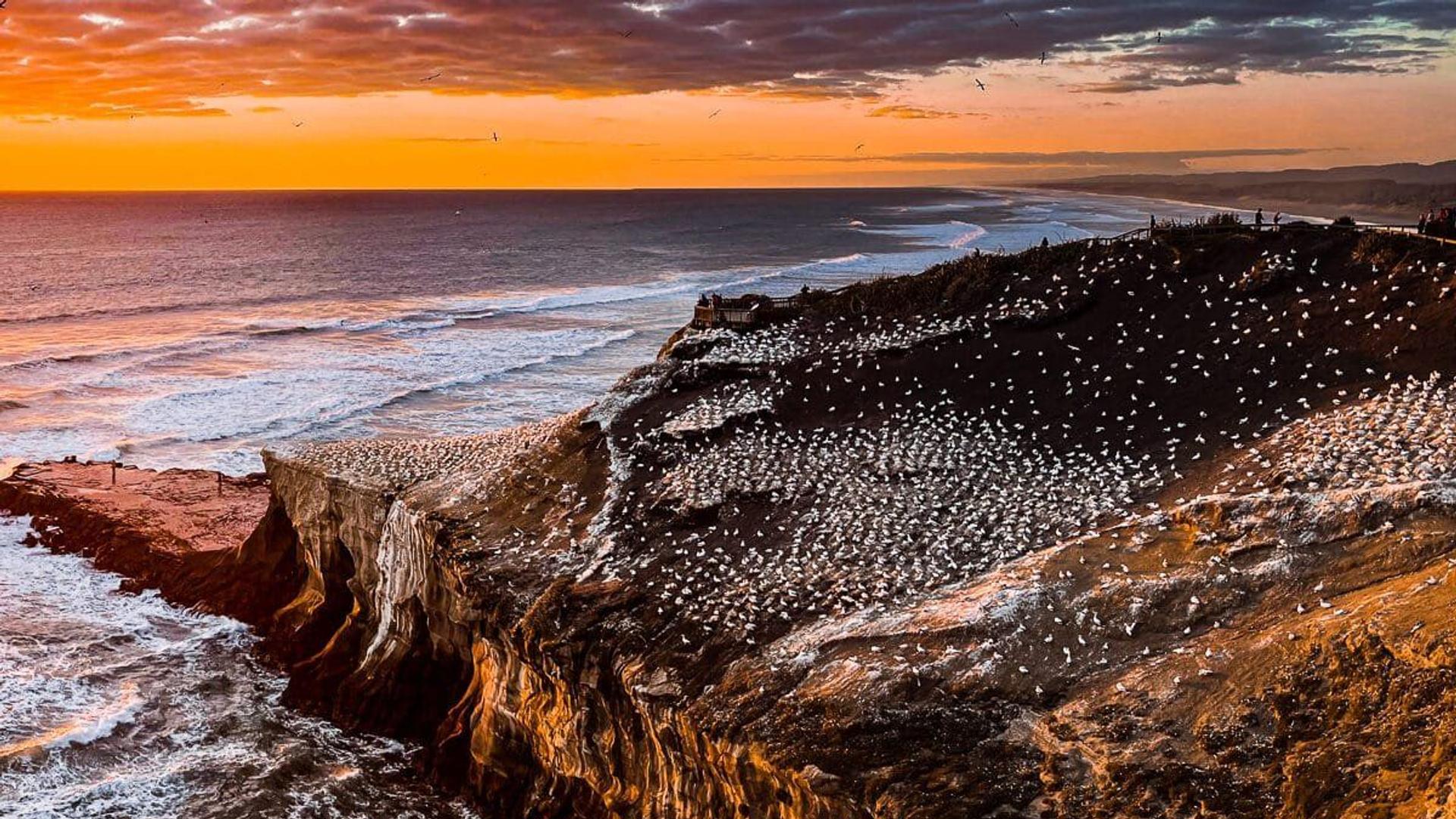 Muriwai Beach, Muriwai